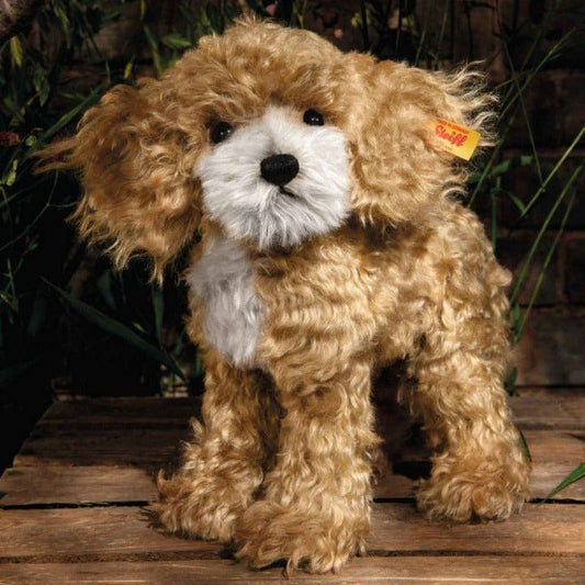 Ricky Cockapoo